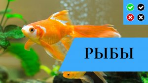 РЫБЫ – интересные факты