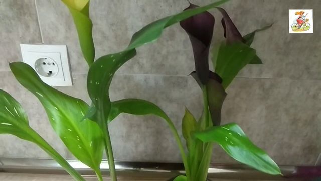 Зантедеския. Калла. Как подготовить к периоду покоя?
