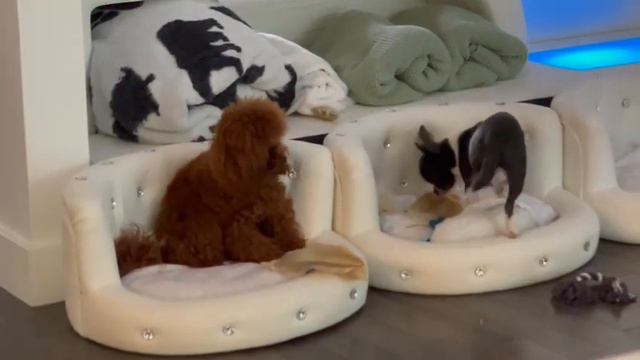 привет из США от Сибири и её подруги той-пудель выпускник питомника чихуахуа Кастропуло Крым ☺️ смотреть онлайн