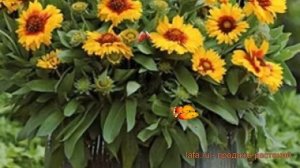 Гайлардия обыкновенный Брайт Биколор ? обзор: как сажать, семена гайлардии Брайт Биколор