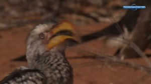 Хвостатые пустыни Калахари / Kalahari tails