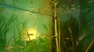 Оквариумные рыбки ГУППИ- дерутся.