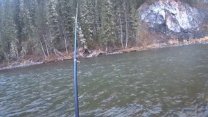 РЕКА Забита Хариусом/ Каждый Заброс РЫБА/ Осенняя Рыбалка в Дикой Тайге!!!