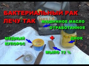 Как лечить бактериальный рак винограда