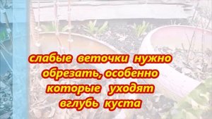 Подкормка жимолости.