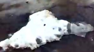 Ловля щук руками