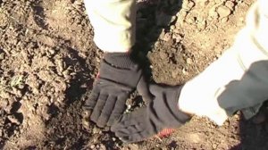 Способы посадки саженцев винограда в открытый грунт