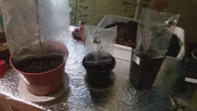 3 февраля 2022 г. Прививка кумквата Маргарита смотреть онлайн