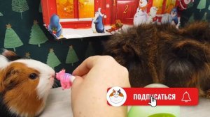 Новогоднее волшебство с Бузей и Кузей - САМОЕ ЗАЛИПАТЕЛЬНОЕ ВИДЕО