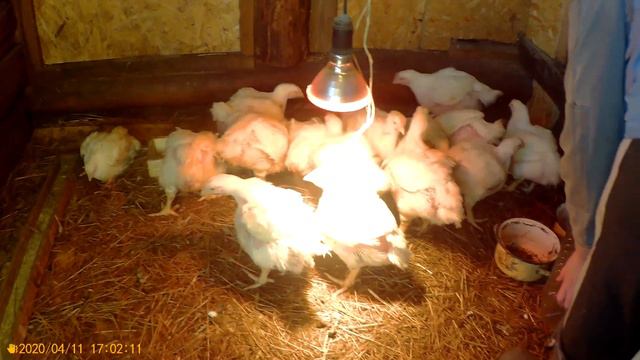 Наша жизнь во время карантина: учимся, гуляем, кормим животных ВЛОГ смотреть онлайн