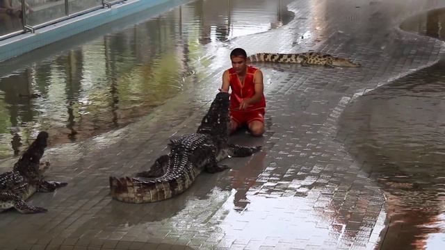 Тайцы, крокодилы смотреть онлайн