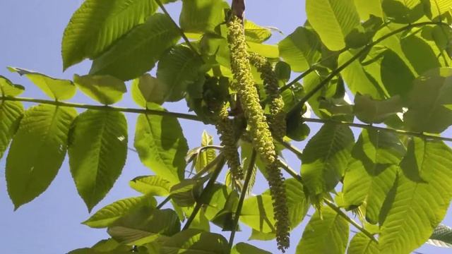 Манчжурский орех цветет. смотреть онлайн