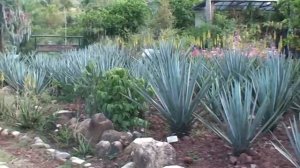 Blue Agave Plants at the Puerto Vallarta Botanical Gardens