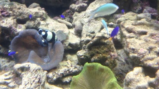 Коралловый риф. Океан. Актиния ковровая гигантская. Animals & Fish