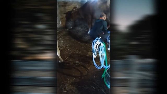 ферма 6 коров.Коровник и телятник в будущем. смотреть онлайн