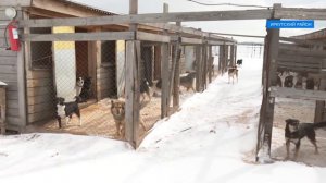 Собаки в приюте "Ной-ПовоДог"