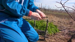 36 ч. Дом на юге. Плету декоративный плетеный забор из прутьев своими руками