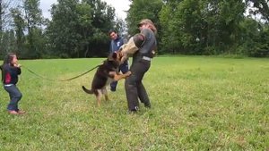 Собака как защитник ребенка