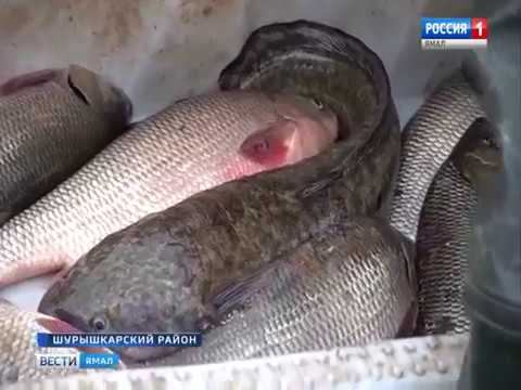 Скользкий промысел рейд на акваториях Шурышкарского района с первых минут начался с погони