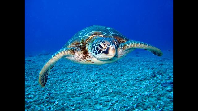 Meditation Music №033 смотреть онлайн