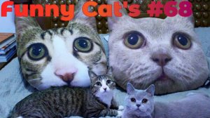 Смешные коты #68.mp4