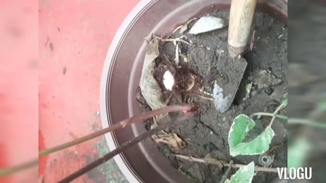 Alocasia Propagation | Polly / Amazonica Bulb & Baby Plants смотреть онлайн