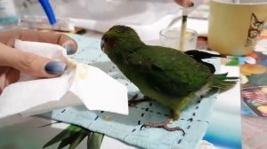 Птенец какарики, 1 месяц 8 дней