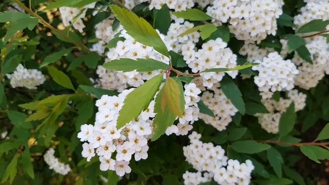 Спирея вангутта | Жизнь на Юге смотреть онлайн