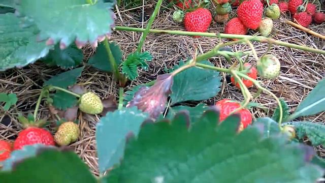 Клубника Елезавета Вторая. Обзор смотреть онлайн