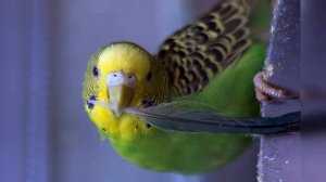 Линька у волнистых попугаев