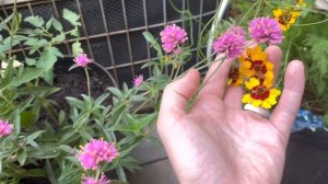 Growing Tomatoes In Containers For The Fall Garden | Flowers That Will Last Till Frost! 🪴🍅🌸