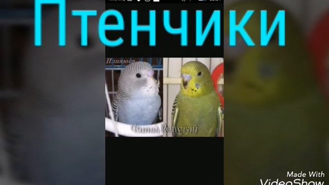 Как определить возраст попугая?! смотреть онлайн