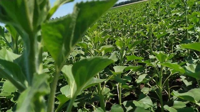 03.07.22р Огляд демо-поля 🌻🌻 Lidea/ Elite Select/ Viterra Seed/ Syngenta з міжряддям 38см смотреть онлайн