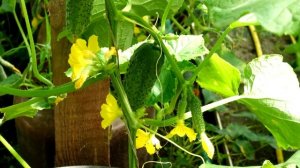 Кормим так огурцы раз в неделю и каждый день собираем обильный урожай огурцов!