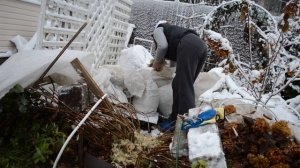 Как укрыть на зиму крупнолистную гортензию