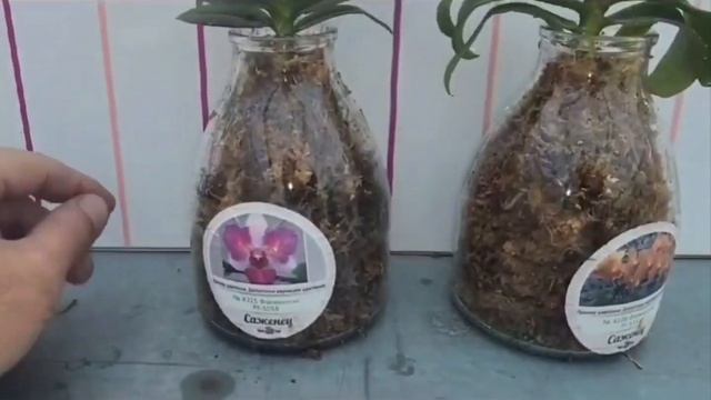 Пересадка капризной орхидеи с использованием Zion Protect + итоги спустя 3 месяца смотреть онлайн