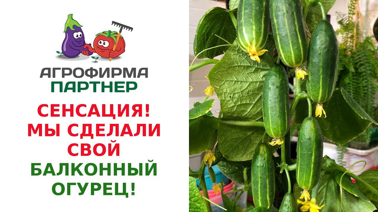 СЕНСАЦИЯ - МЫ СДЕЛАЛИ СВОЙ БАЛКОННЫЙ ОГУРЕЦ!