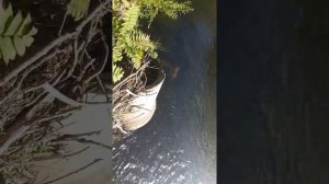 Река Очепуха.Остров Сахалин