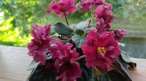 Фиалка ЛЕ- Бетельгейзе.