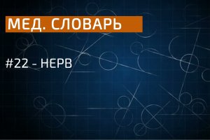 Медицинский словарь: нерв