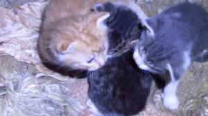 Маленькие котята живут в холодном подвале (Часть 2)