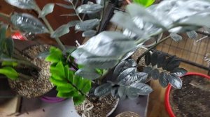 Обзор Замиакулькаса, мифы все рушатся.