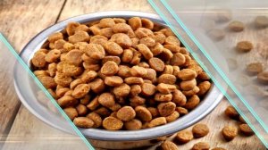 Можно ли питаться кошачьим кормом? Мнение диетологов