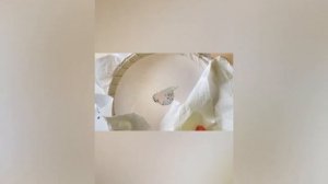 Процесс создания лоскутной аппликации