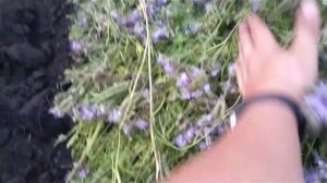 фацелию не скашивая, вспашет???