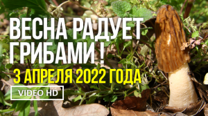 ВЕСНА  РАДУЕТ  ГРИБАМИ ! 3 апреля 2022 года. Сбор сморчковой шапочки (Verpa bohemica)