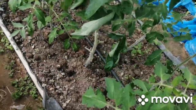 Бурая пятнистость на томатах и клубнике..КЛАДОСПОРИОЗ.