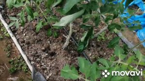 Бурая пятнистость на томатах и клубнике..КЛАДОСПОРИОЗ.