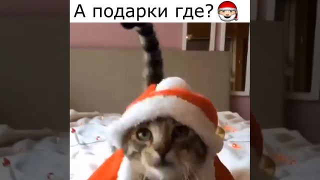 А подарки где? Новогодние приколы Смешной Кот