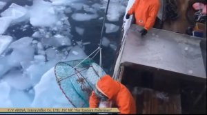 Видео. Добыча краба, судно крабового промысла АРИНА, «Интеррыбфлот», Охотское море 2018 год